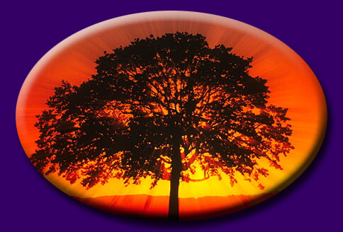 Tree with Sunset - Click to return to Splash/Entrance Page